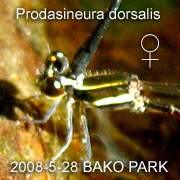 Prodasineura dorsalis