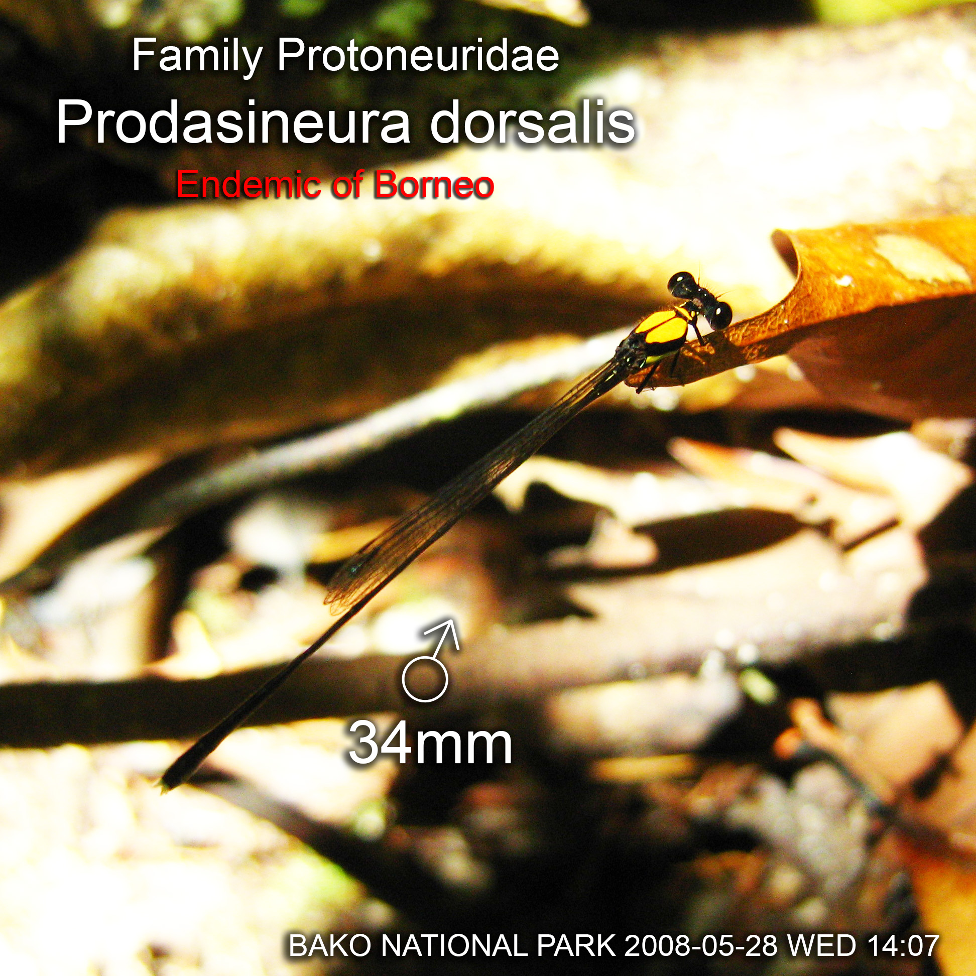 Family Protoneuridae Prodasineura dorsalis