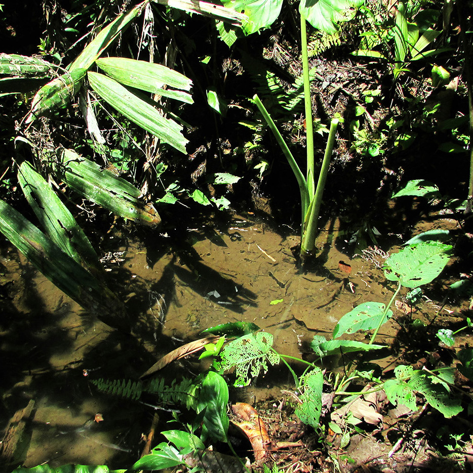 Backwater of a small clear stream in dipterocarp forest.