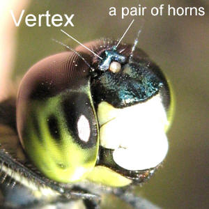 Frons of Dragonfly