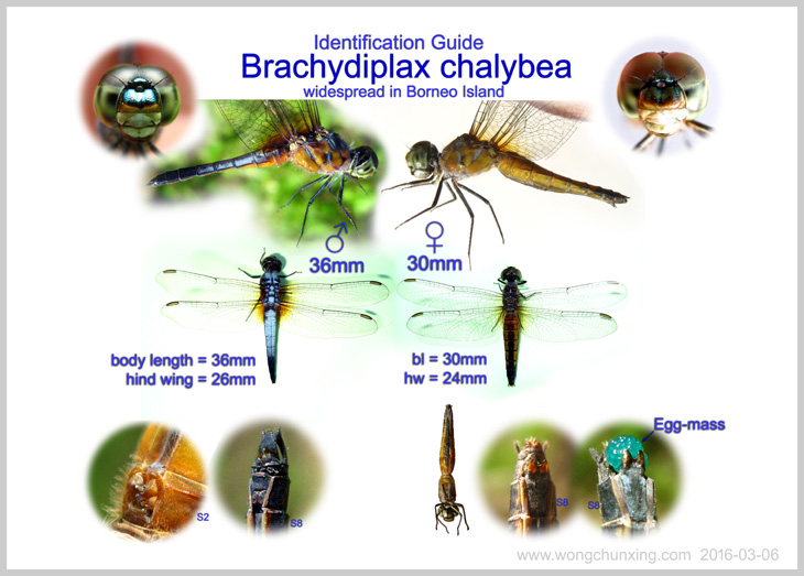 Brachydiplax chalybea