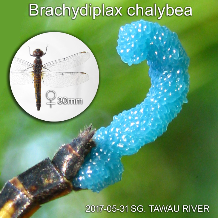 Egg mass of a female dragonfly Brachydiplax chalybea