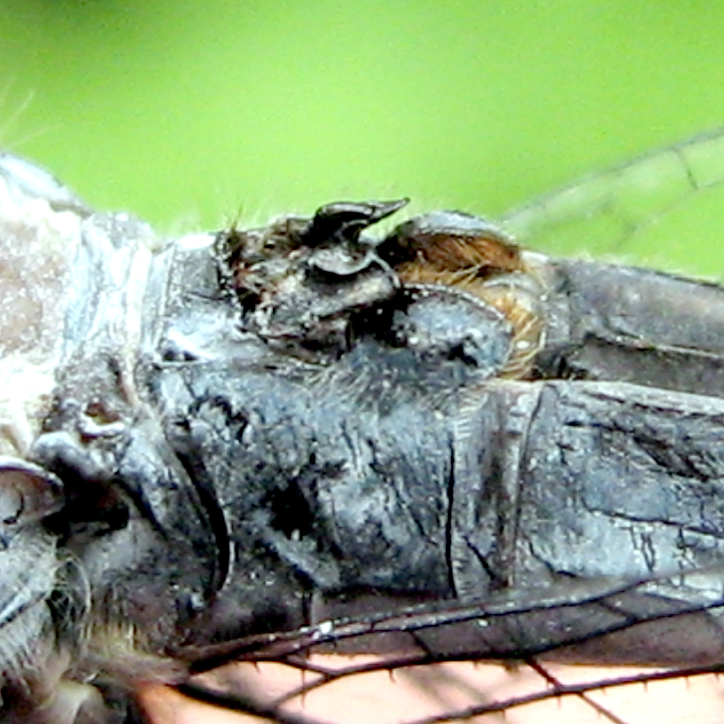 Secondary Copularoty Aapparatus on the segment 2 of a male Cratilla lineate.
