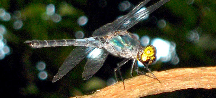 Cratilla metallica (Brauer, 1878)