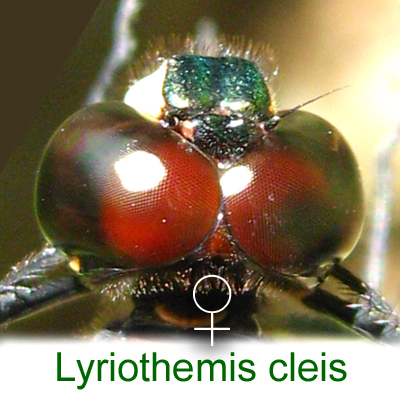 Eyes of a female Lyriothemis cleis