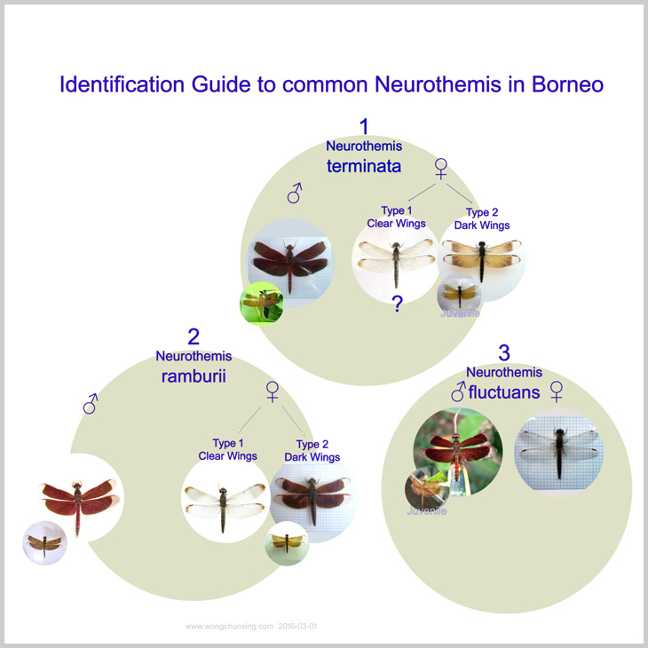 Family Libellulidae Genus : Neurothemis