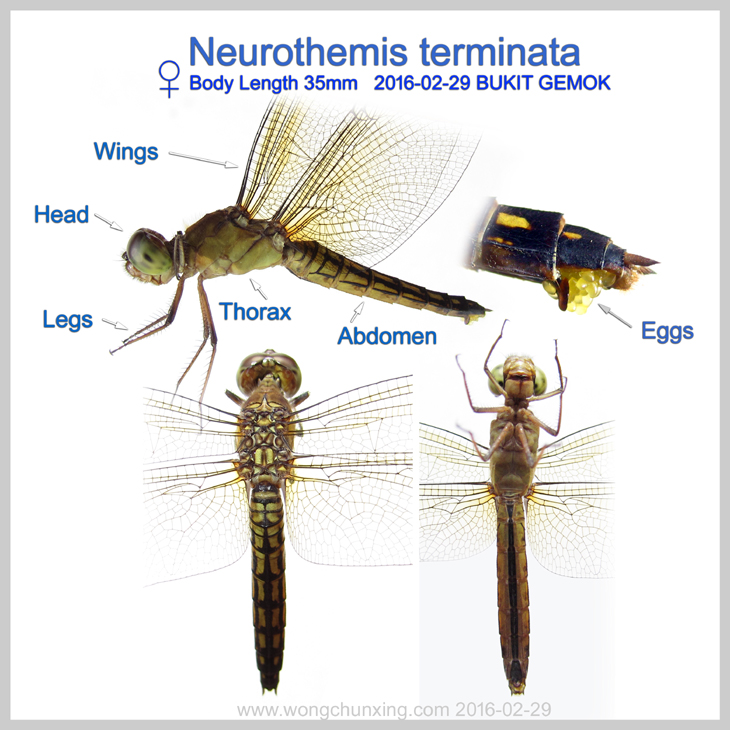 Neurothemis terminata Female