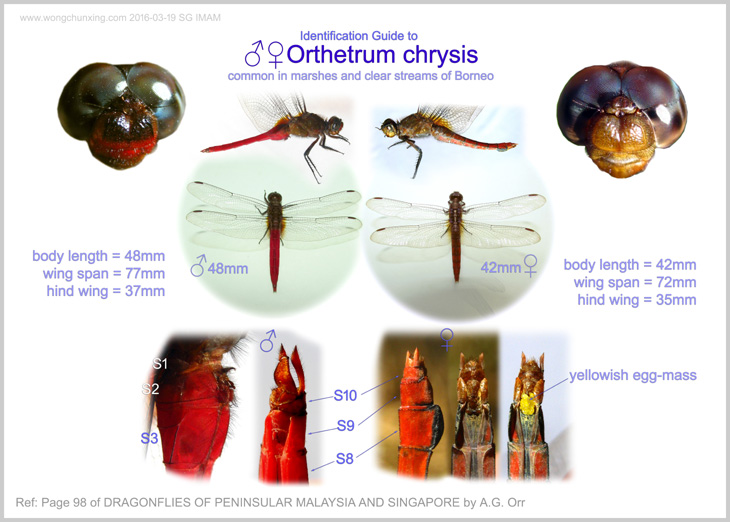 Identification Guide to ♂♀Orthetrum chrysis