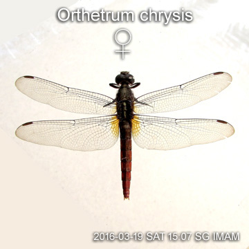 Orthetrum chrysis FEMALE