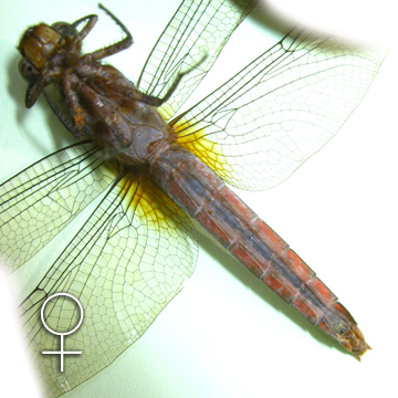 Ventral View of a female Orthetrum chrysis