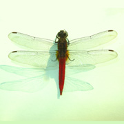 Orthetrum chrysis