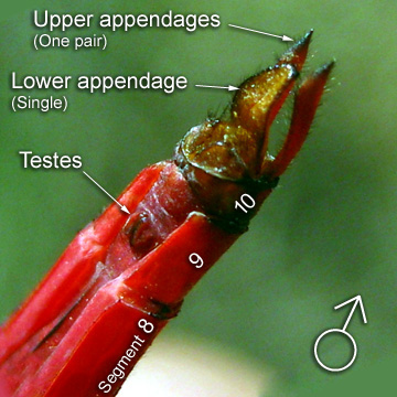 Segment 8, 9 and 10 of a male dragonfly