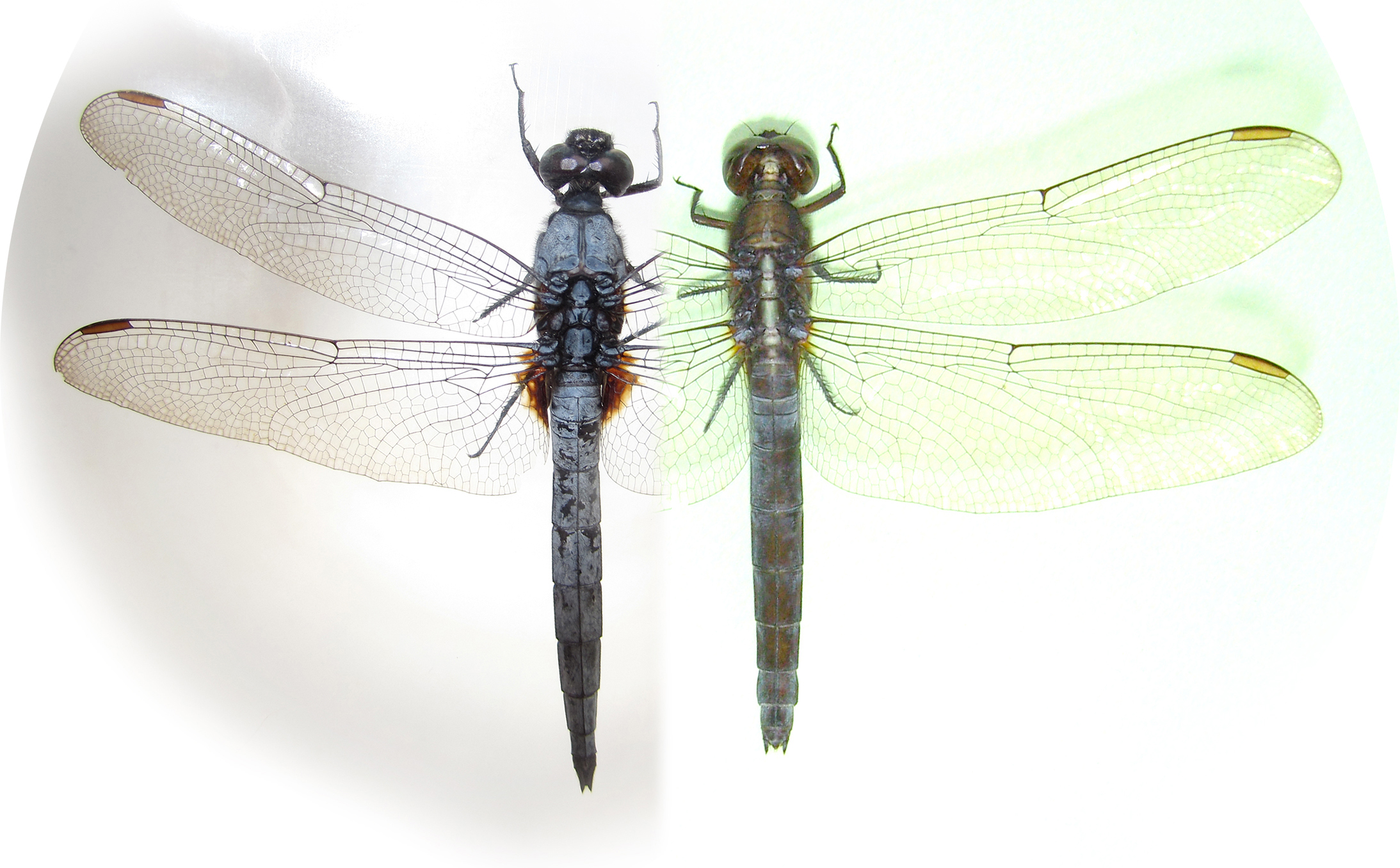 Orthetrum glaucum (Brauer, 1865)