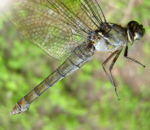 Female turn greenish color as they age.