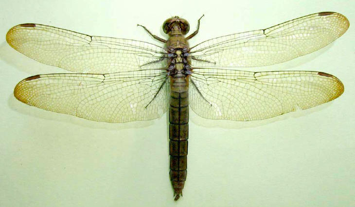An aging female Orthetrum testaceum