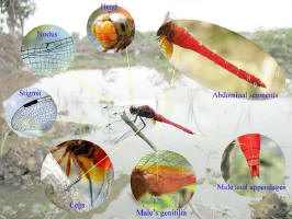 Matured male Orthetrum testaceum