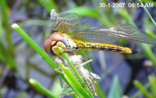 Wing Deformation