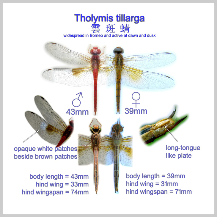 Tholymis tillarga 雲斑蜻 widespread in Borneo and active at dawn and dusk