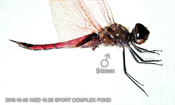 Tramea transmarina Male 54mm