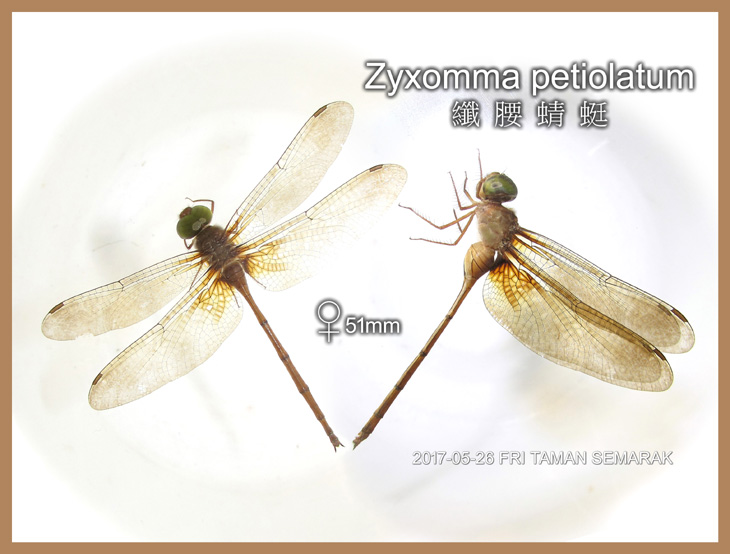 Zyxomma petiolatum 纖腰蜻蜓