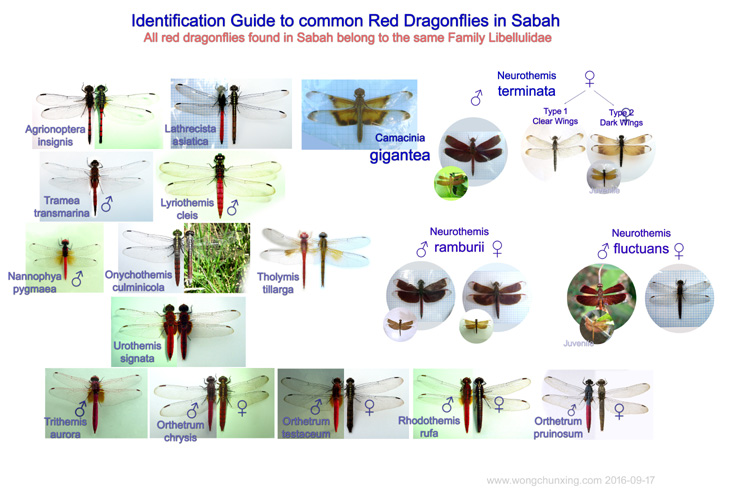 Red Dragonfly of Sabah