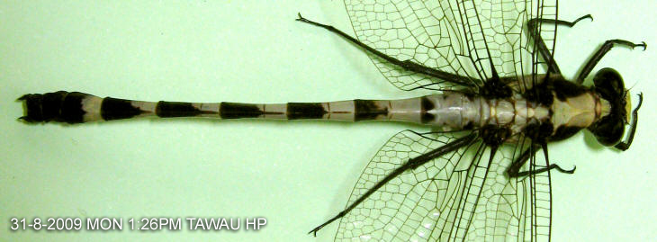 Sieboldius japponicus&nbsp;Selys, 1854