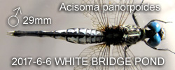 Acisoma panorpoides