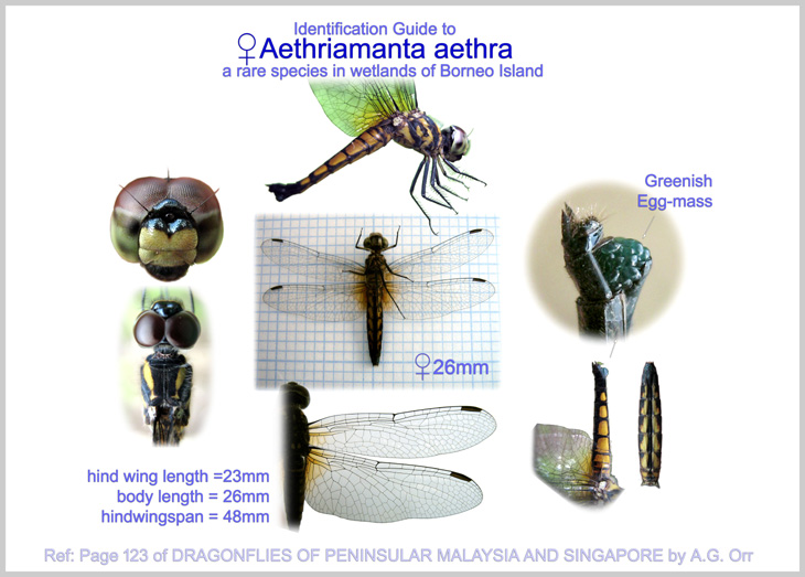 Aethriamanta aethra
