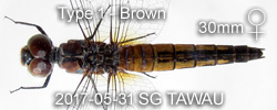Brachydiplax chalybea Type 1 Brown