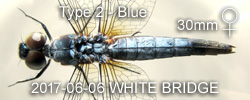 Brachydiplax chalybea Type 2 Powderly-Blue