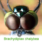 Eyes of a male Brachydiplax chalybea