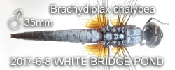 Brachydiplax chalybea Male 