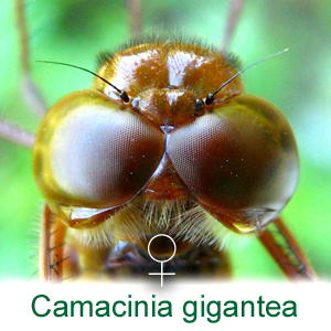 Eyes of a female Camacinia gigantea