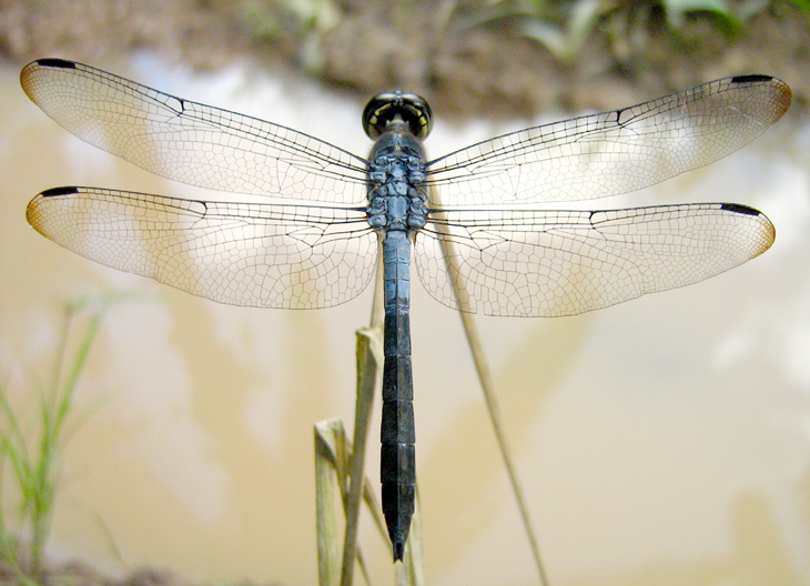 Cratilla lineata (Brauer, 1878) 线纹蜻蜓/線紋蜻蜓
