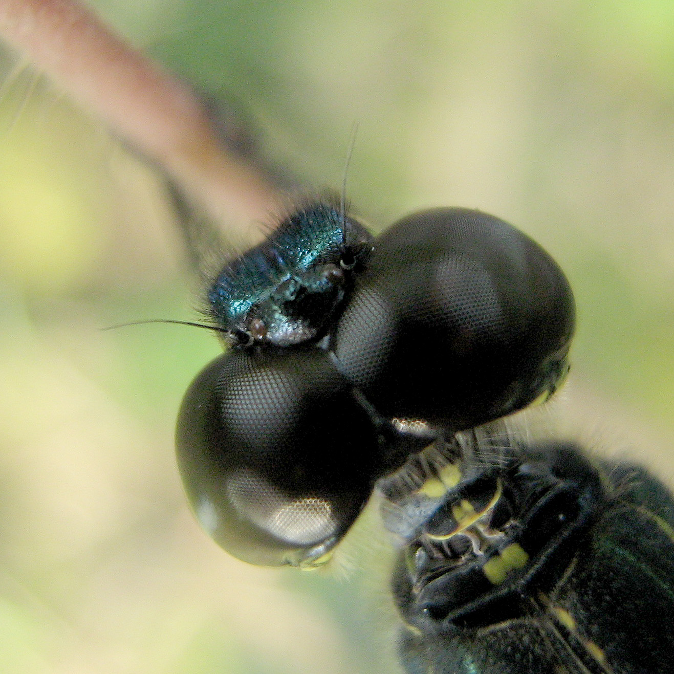 Metallic-blue frons and brown-capped grey eyes.