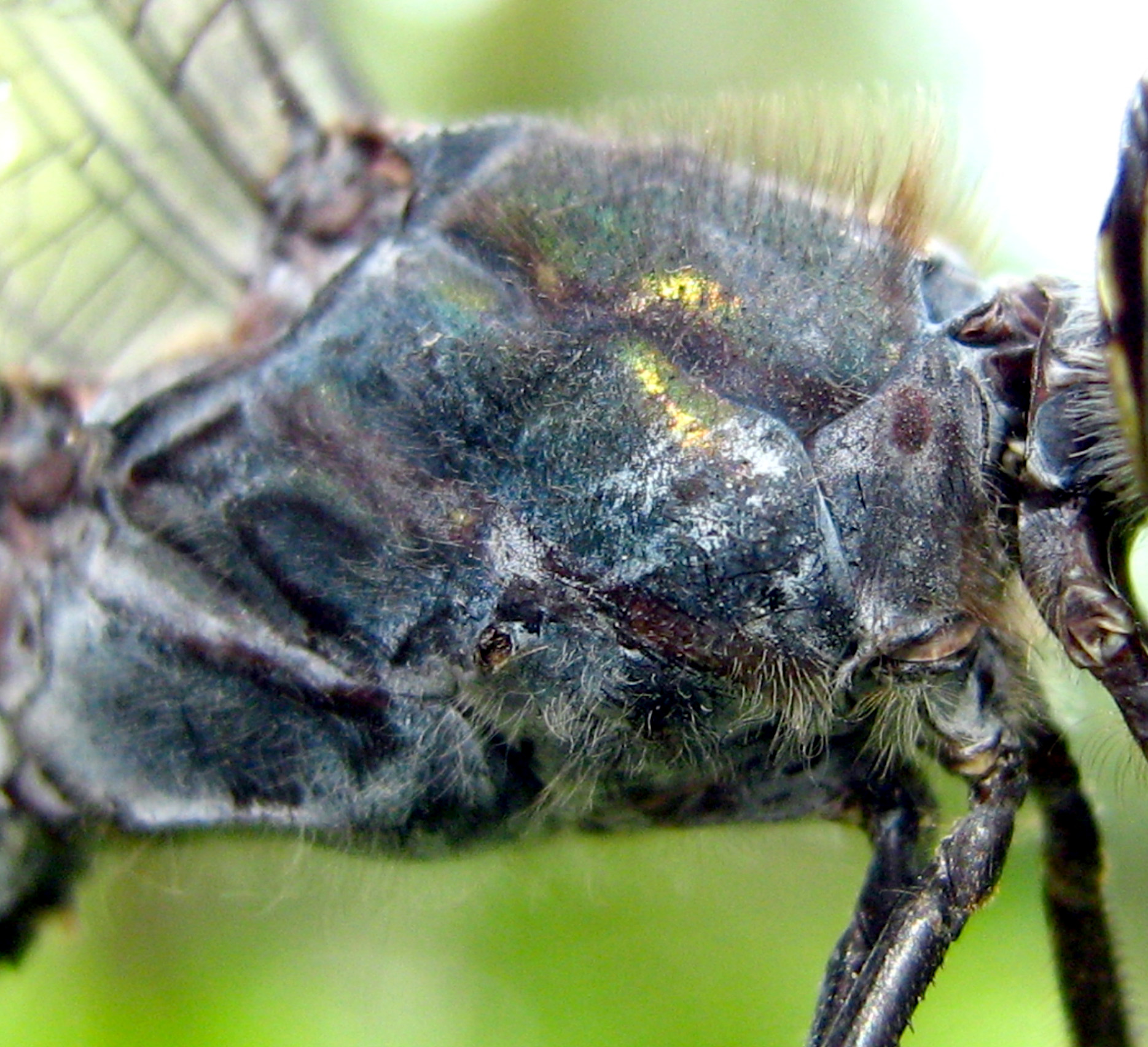 Cratilla lineata is robust build and deep metallic-green ground color on the thorax