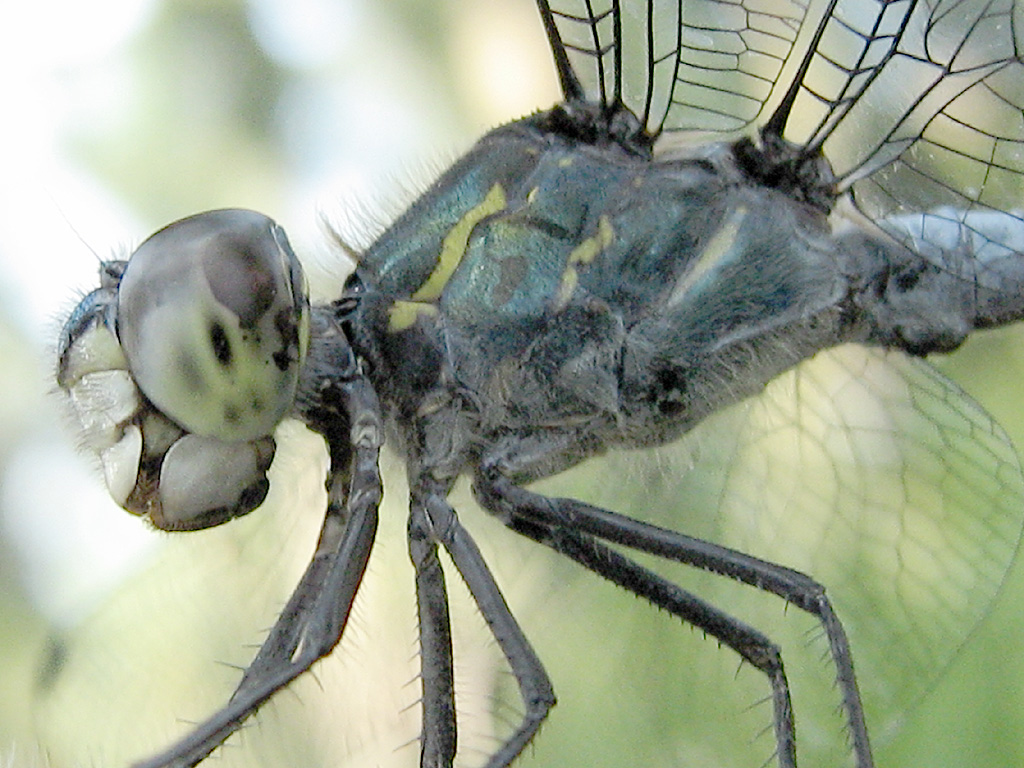 The dull color of thorax and pattern of the 3 yellow marks are different from those Cratilla lineate in Taiwan. Likely this one is a tropical subspecies.