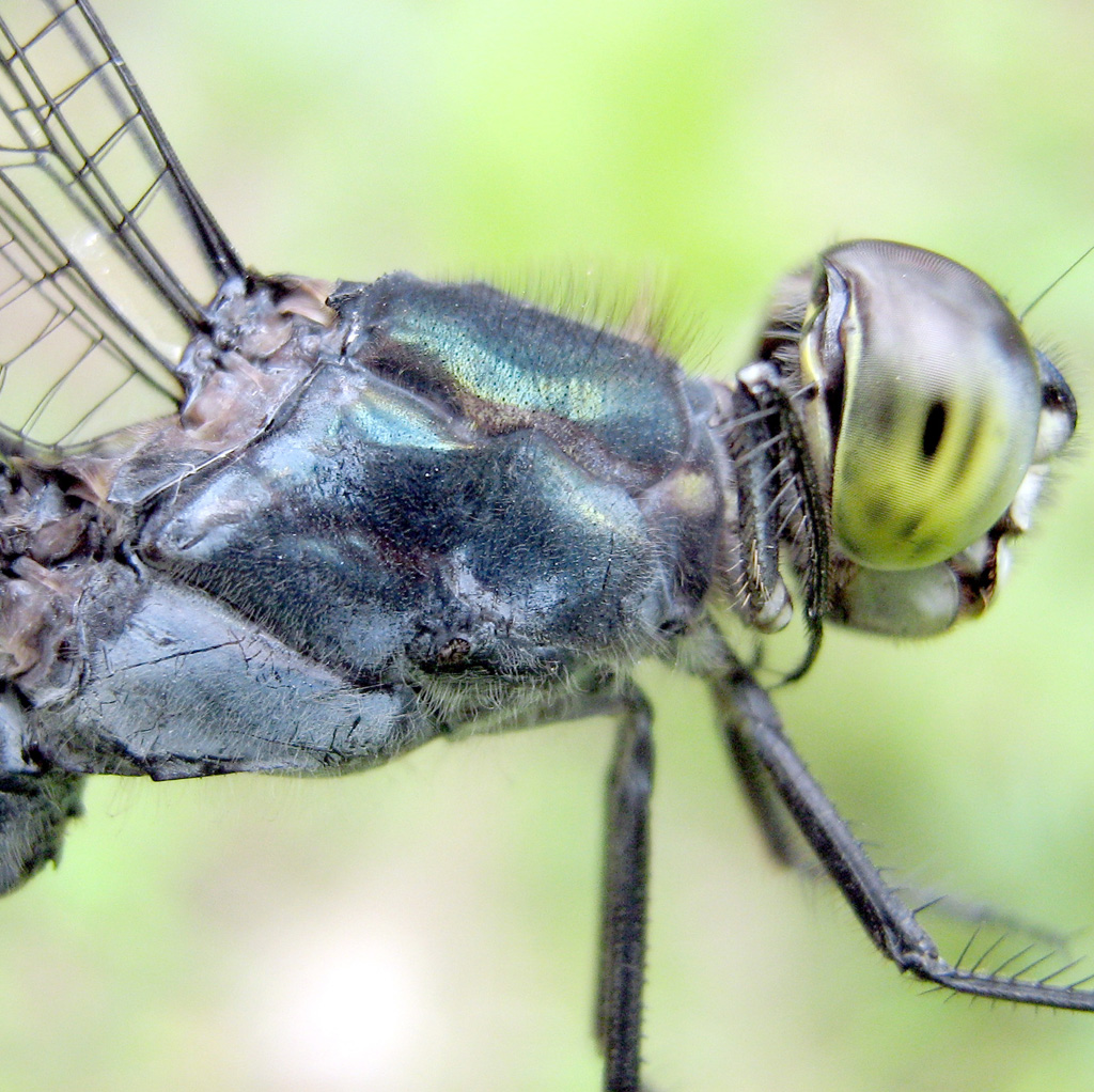 This male Cratilla lineate thorax lacked the defined yellow lateral stripe. Very likely because of aging as can be seen the lower thorax has become pruinose, with a blue powdery bloom.