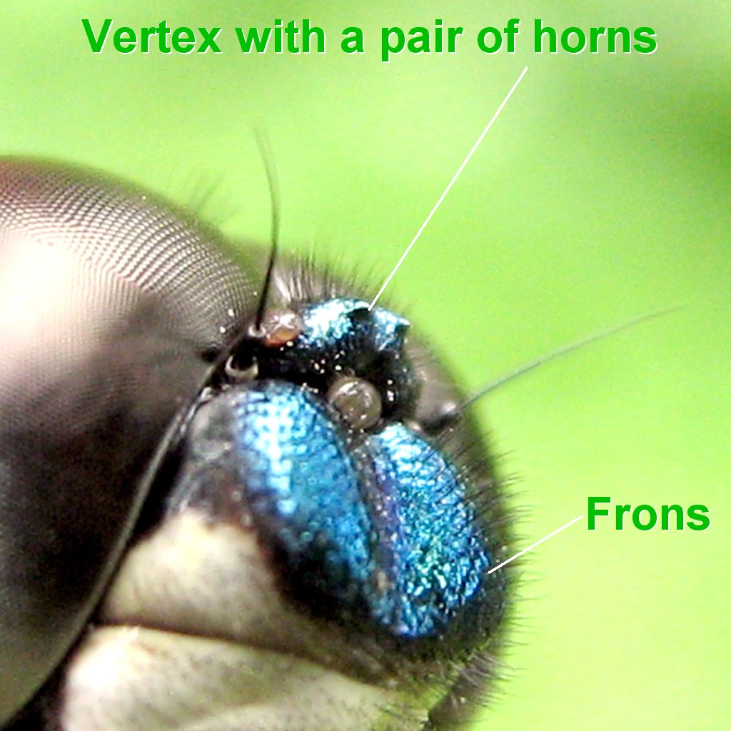Vertex and frons are metallic-blue reflections. The vertex plat has a pair of short horns