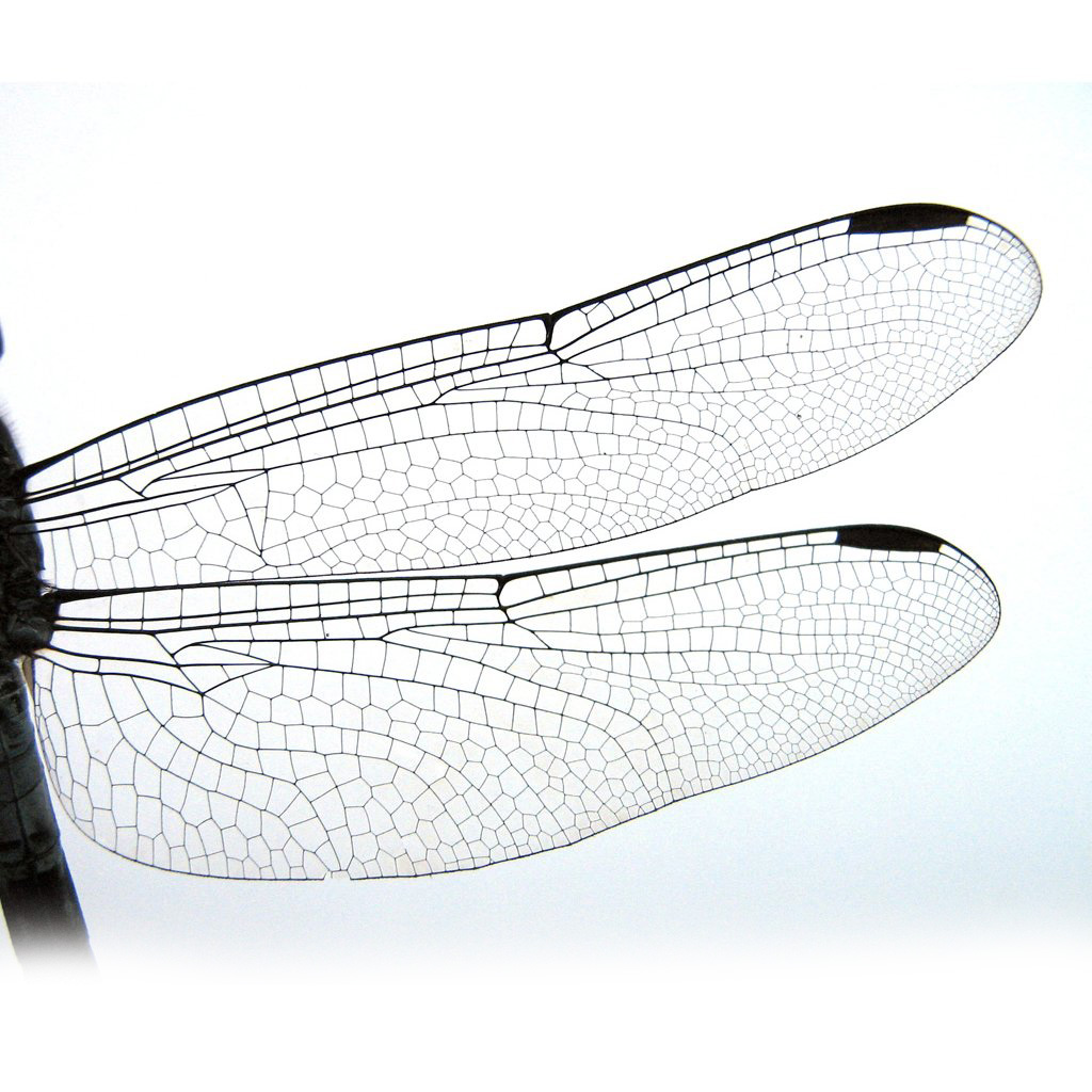 This male has completely clear wings. But I also saw same species with 2 different types of wing color: One with small tinged brown tip and another one with all wings tinged brown.