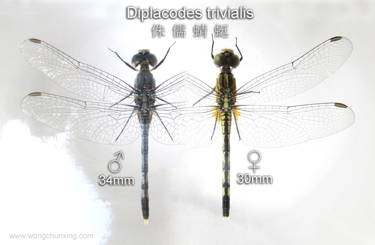 Diplacodes trivialis侏儒蜻蜓