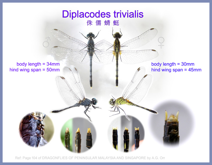 Diplacodes trivialis侏儒蜻蜓