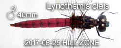 Lyriothemis cleis
