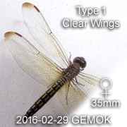 Neurothemis terminata Female 35mm