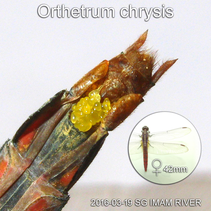 Egg mass of a female dragonfly Orthetrum chrysis