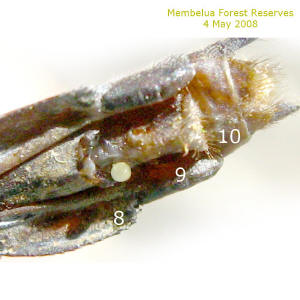 An egg remain stuck infront the opening of segment 8 of this female Orthetrum glaucum. In the photo the egg seem round in shape but the egg is actually oval shape.