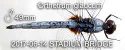 Orthetrum glaucum