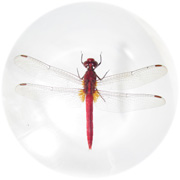 Rhodothemis rufa