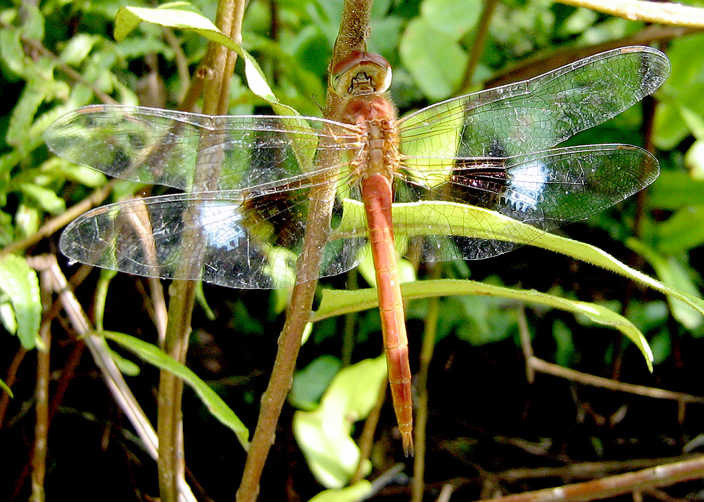 Tholymis tillarga is another common crepuscular species in Sabah. Found in drains, lakes and weedy ponds. It commences activity about two hours before dusk. Males are quite conspicuous in the dull evening light by virtue of the bright white wing patches, which seem almost to glow as they fly back and forth. Its orange abdomen is also conspicuous. It is of medium size ( hw, 34-35 mm) and very widely distributed in the old world tropics.