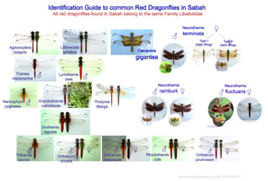 Identification Guide to common Red Dragonfly in Sabah